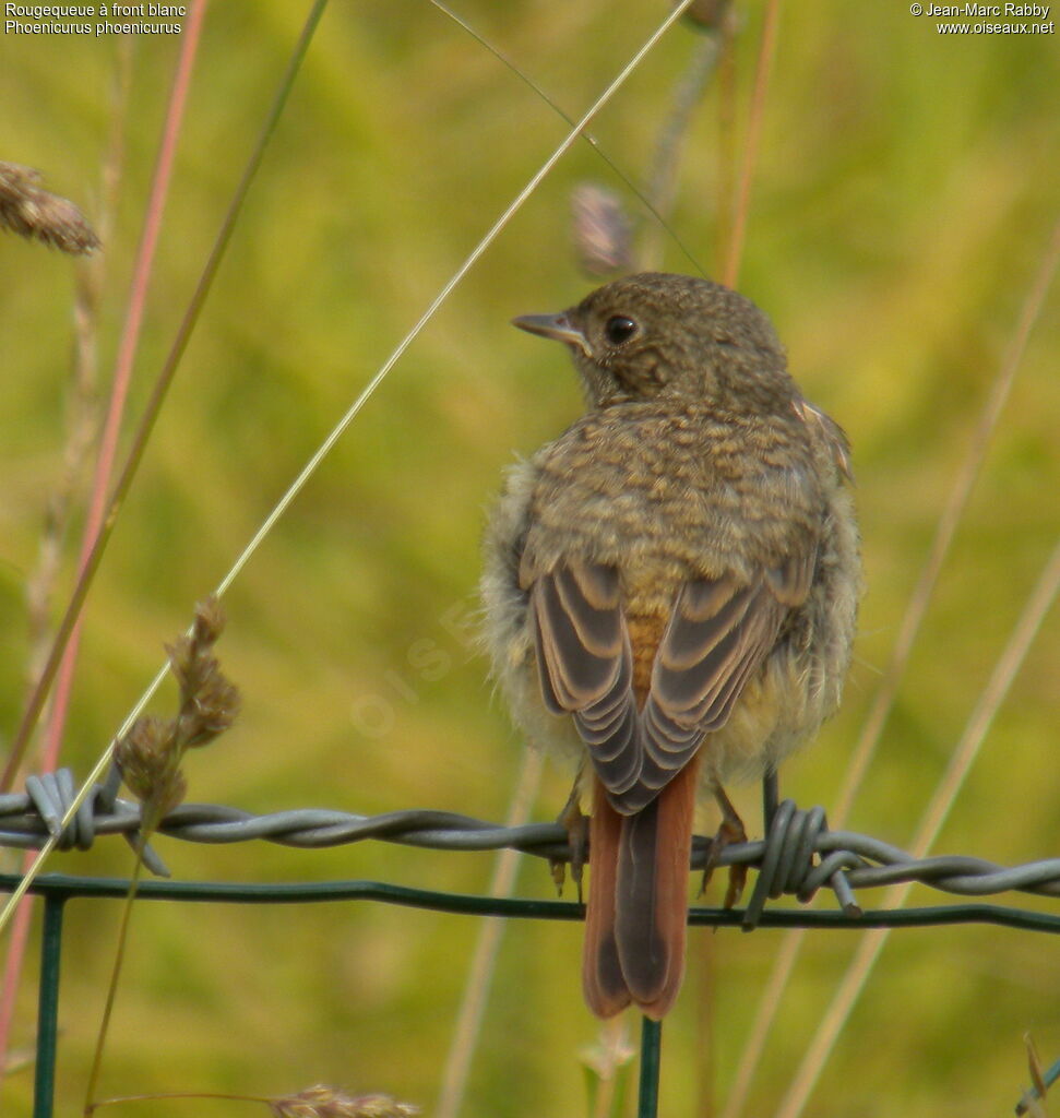 Common Redstartjuvenile, identification