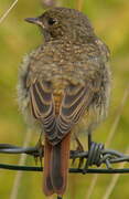 Common Redstart