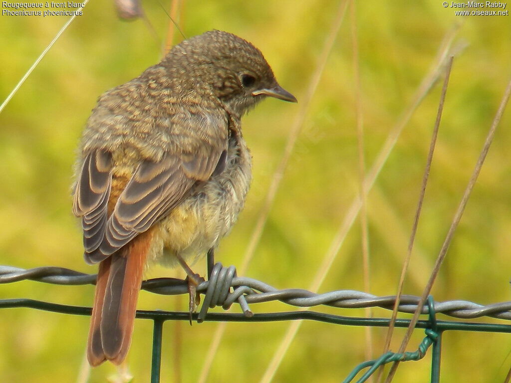 Common Redstartjuvenile, identification