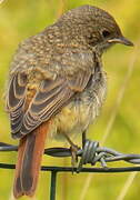 Common Redstart