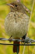 Common Redstart