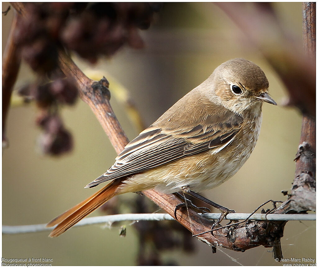 Common Redstart female, identification