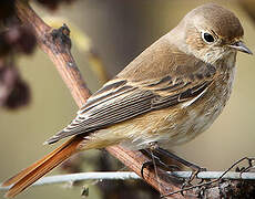 Common Redstart