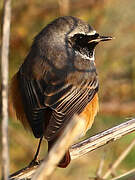 Common Redstart