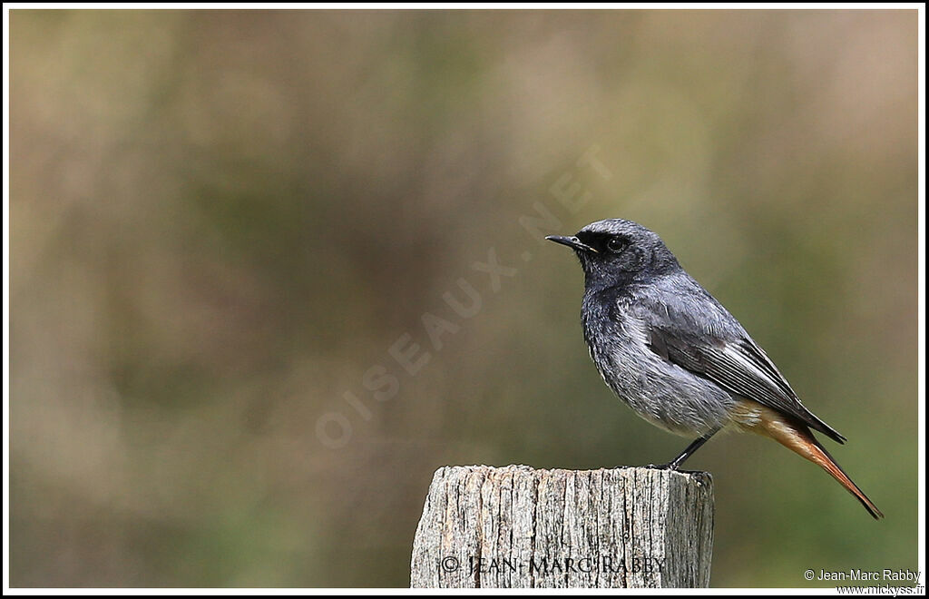 Black Redstart, identification