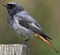 Black Redstart