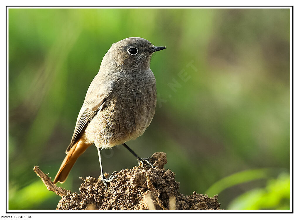 Black Redstart, identification