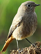 Black Redstart