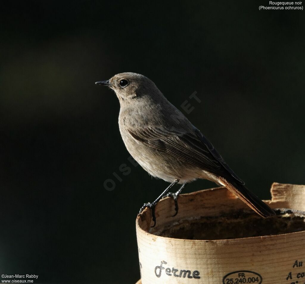 Rougequeue noir