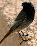 Black Redstart