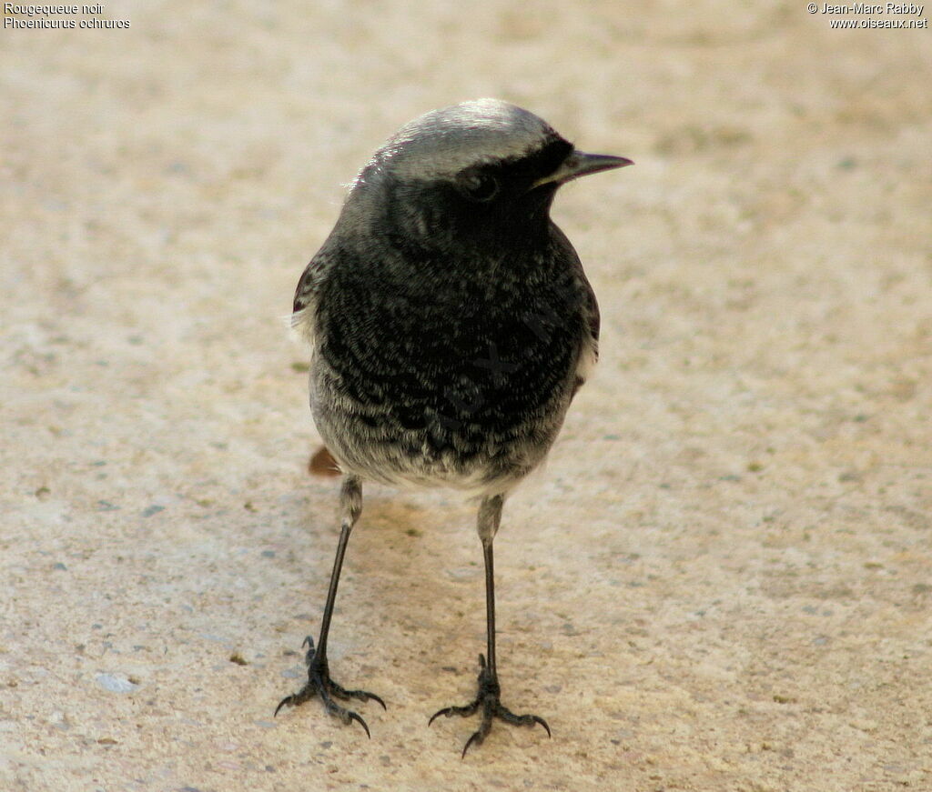 Black Redstart male, identification