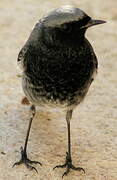 Black Redstart