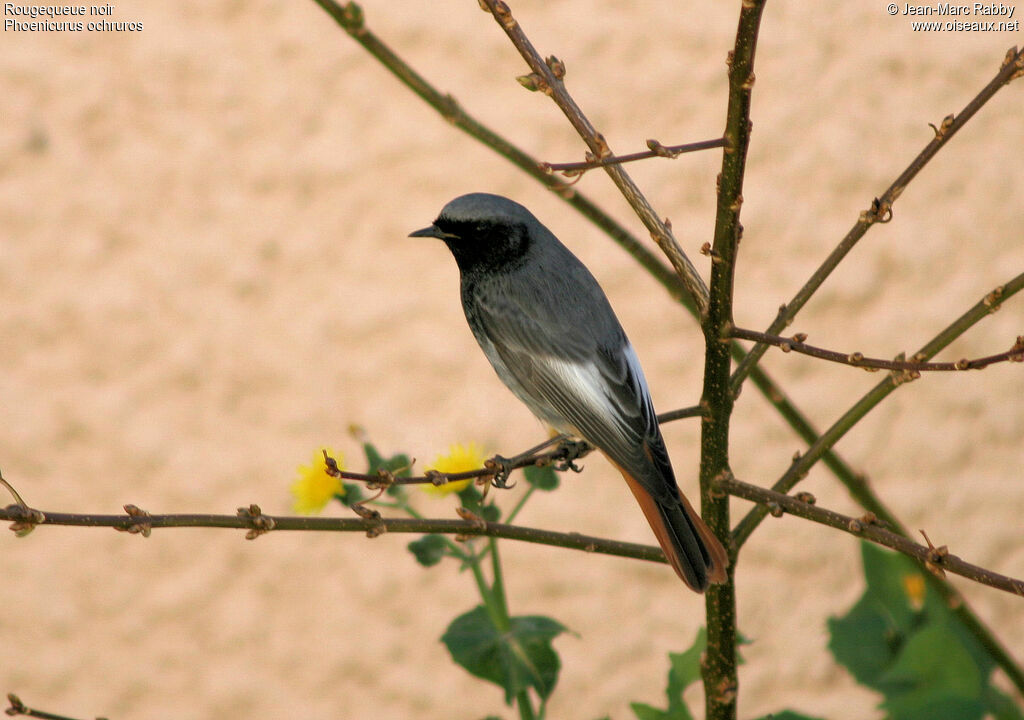 Black Redstart male, identification