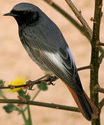 Black Redstart