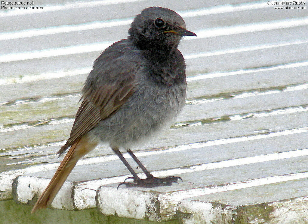 Rougequeue noir, identification