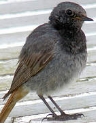 Black Redstart