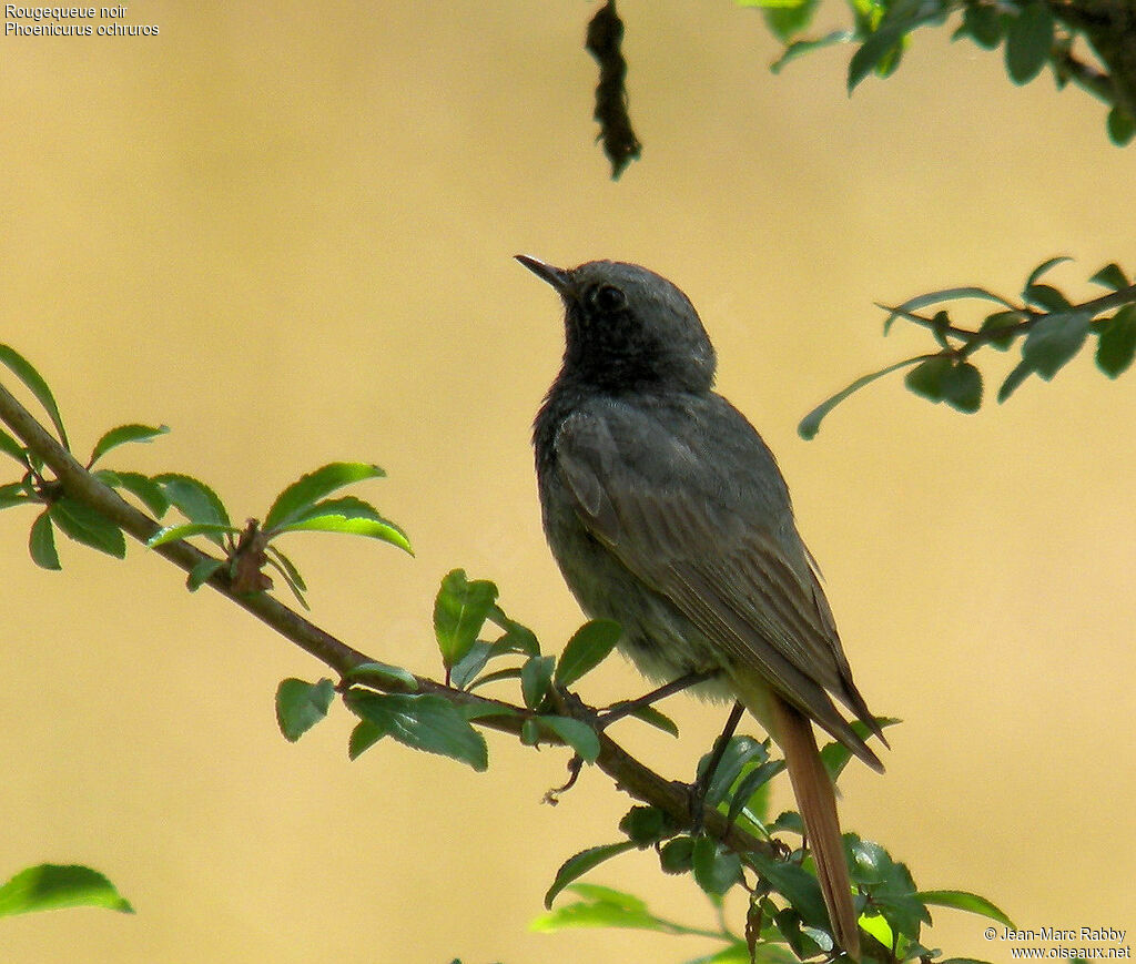 Black Redstart, identification