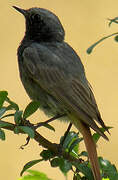 Black Redstart