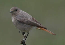 Black Redstart