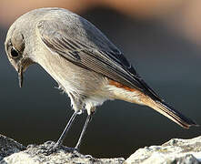 Black Redstart