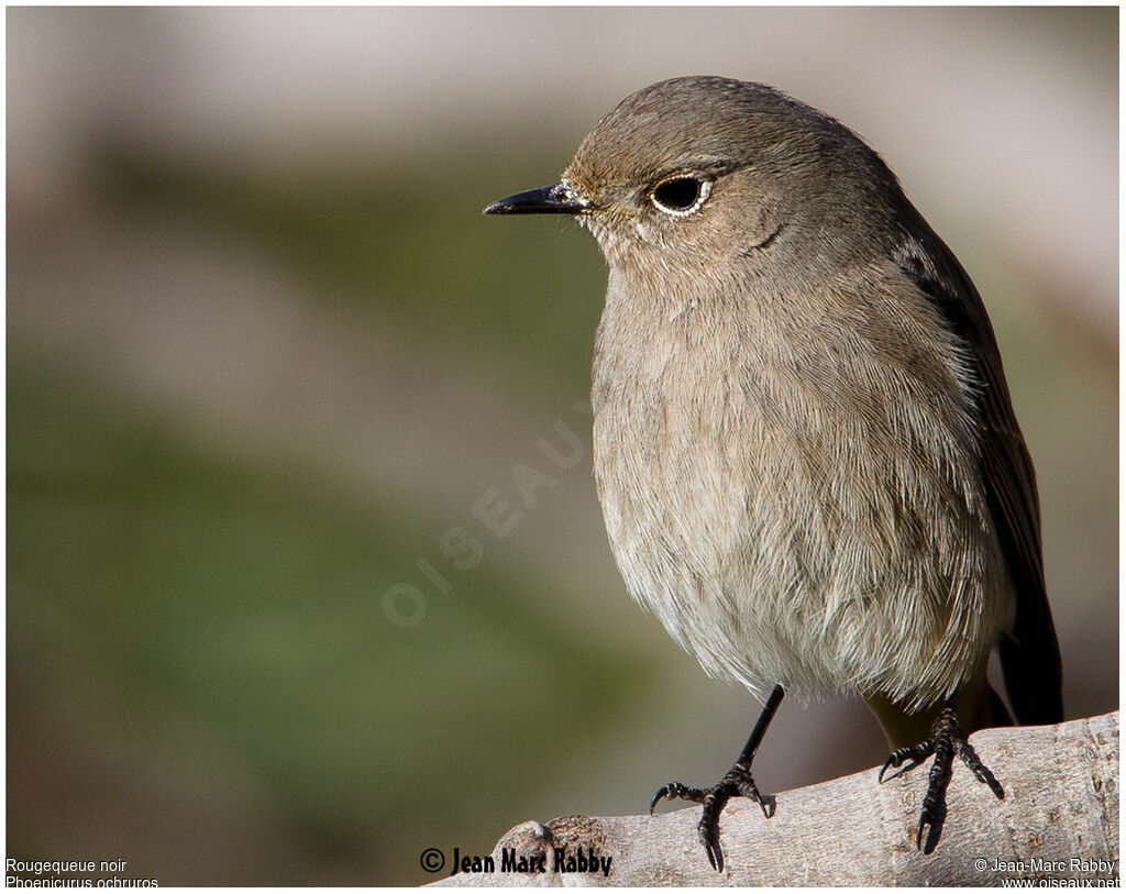 Black Redstart female, identification