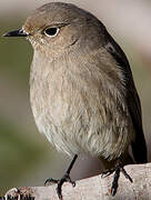 Black Redstart