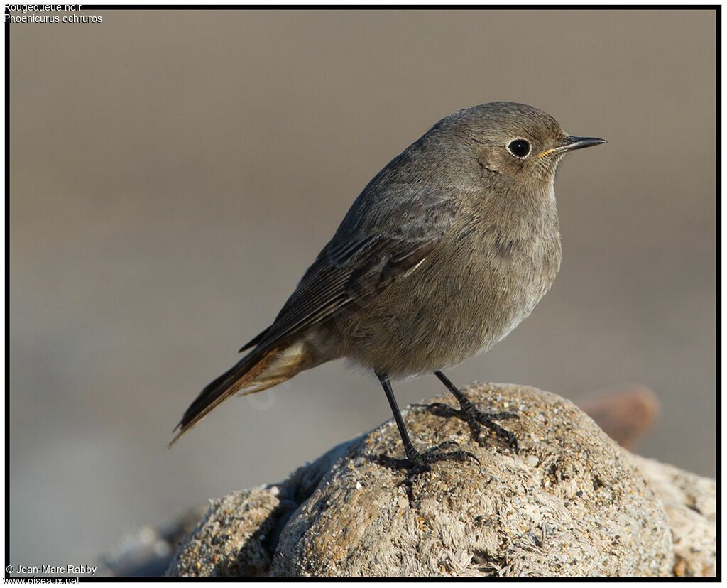 Black Redstart, identification