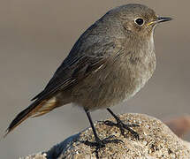 Black Redstart