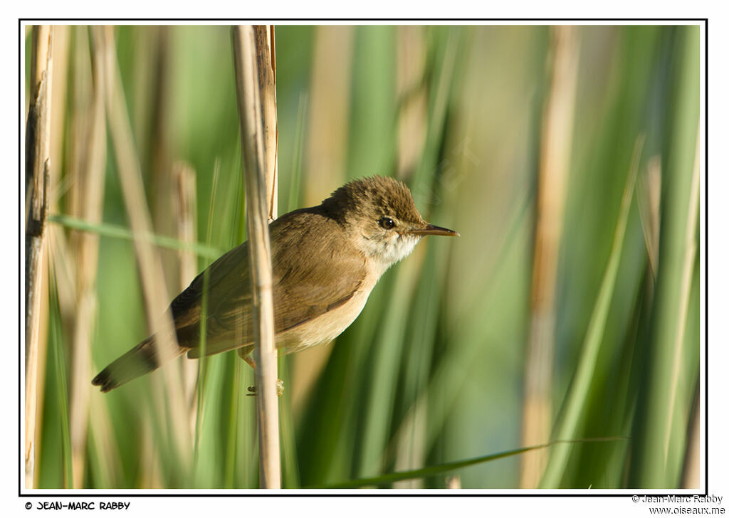 Eurasian Reed Warbler male, identification