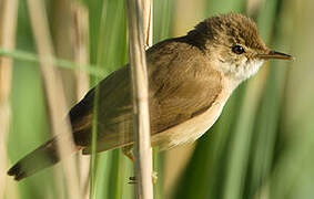 Eurasian Reed Warbler