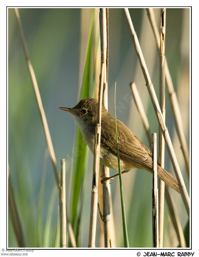 Rousserolle effarvatte mâle, identification