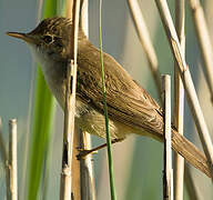 Eurasian Reed Warbler