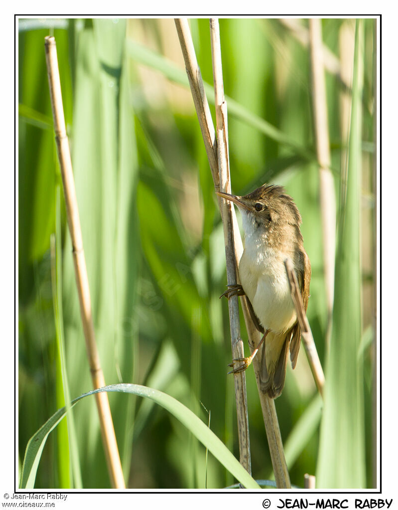 Eurasian Reed Warbler male, identification