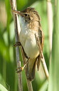 Common Reed Warbler