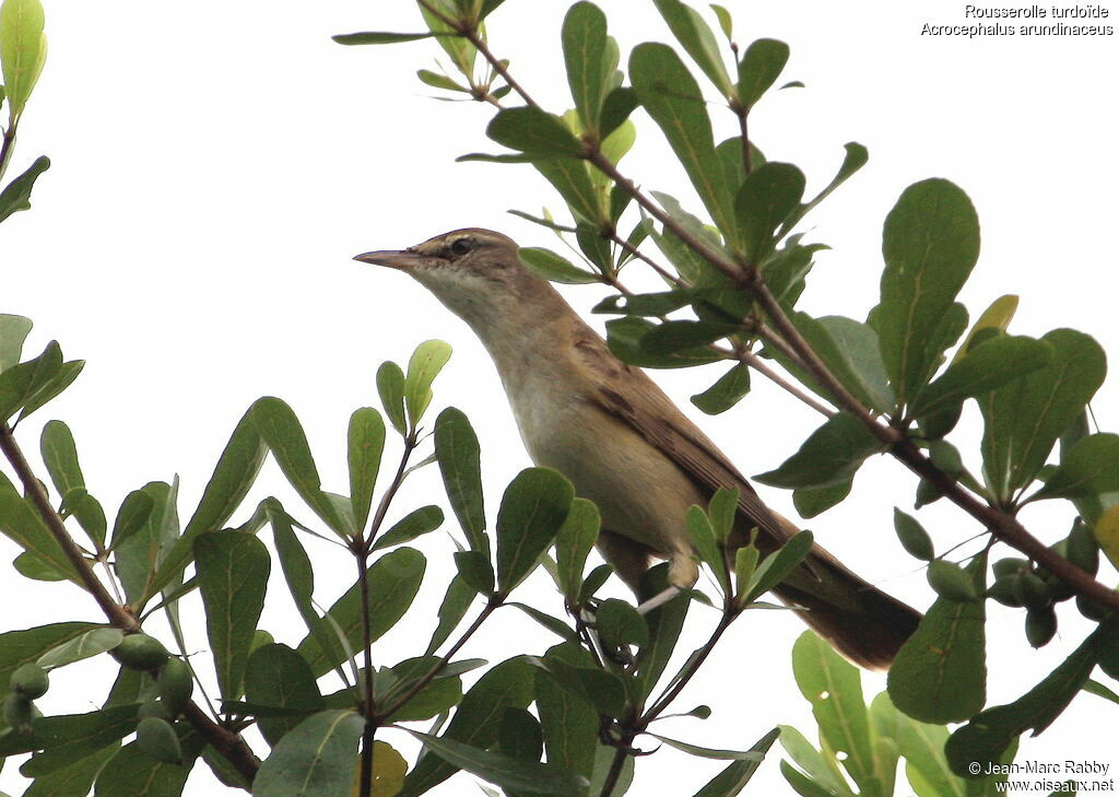 Great Reed Warbler