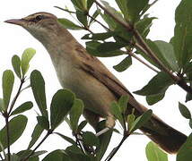 Great Reed Warbler