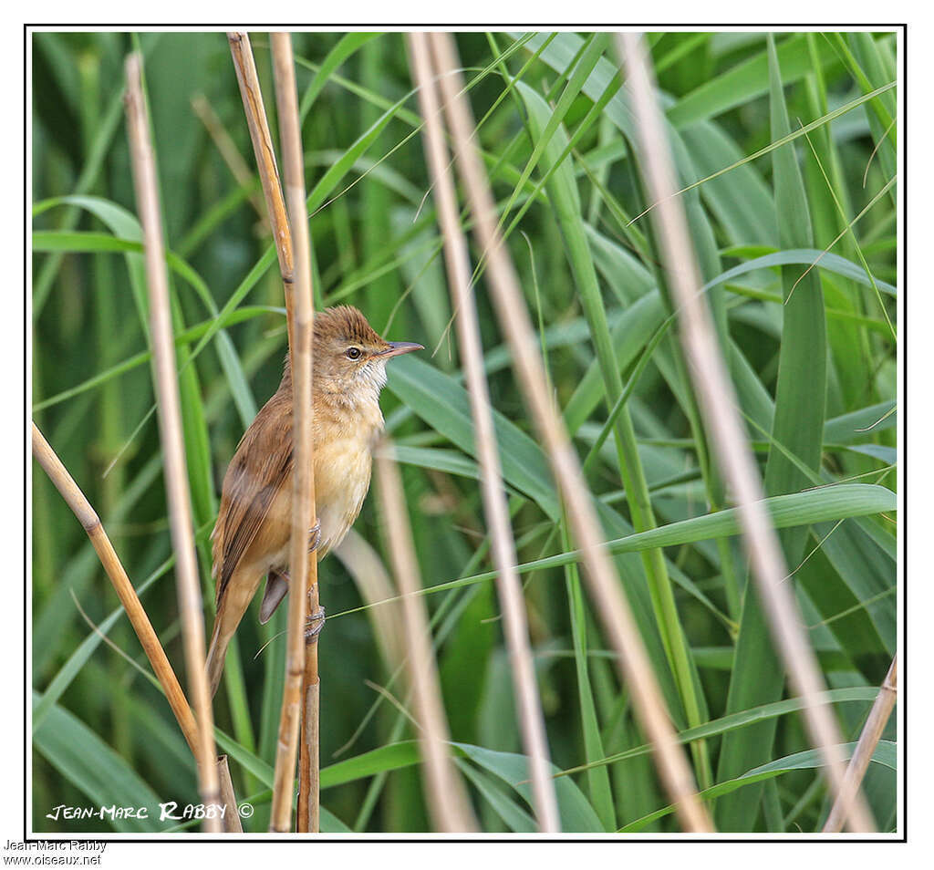 Rousserolle turdoïde mâle adulte, habitat, pigmentation, Comportement