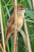 Great Reed Warbler