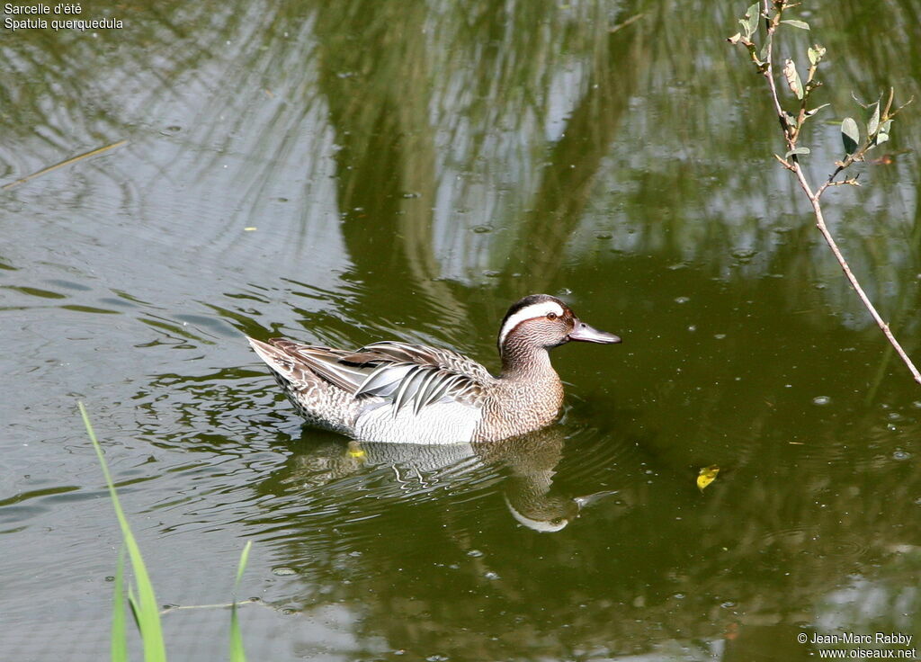 Sarcelle d'été, identification