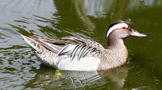 Garganey