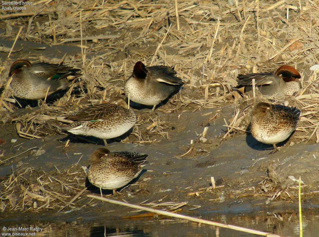 Eurasian Teal , identification