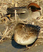 Eurasian Teal