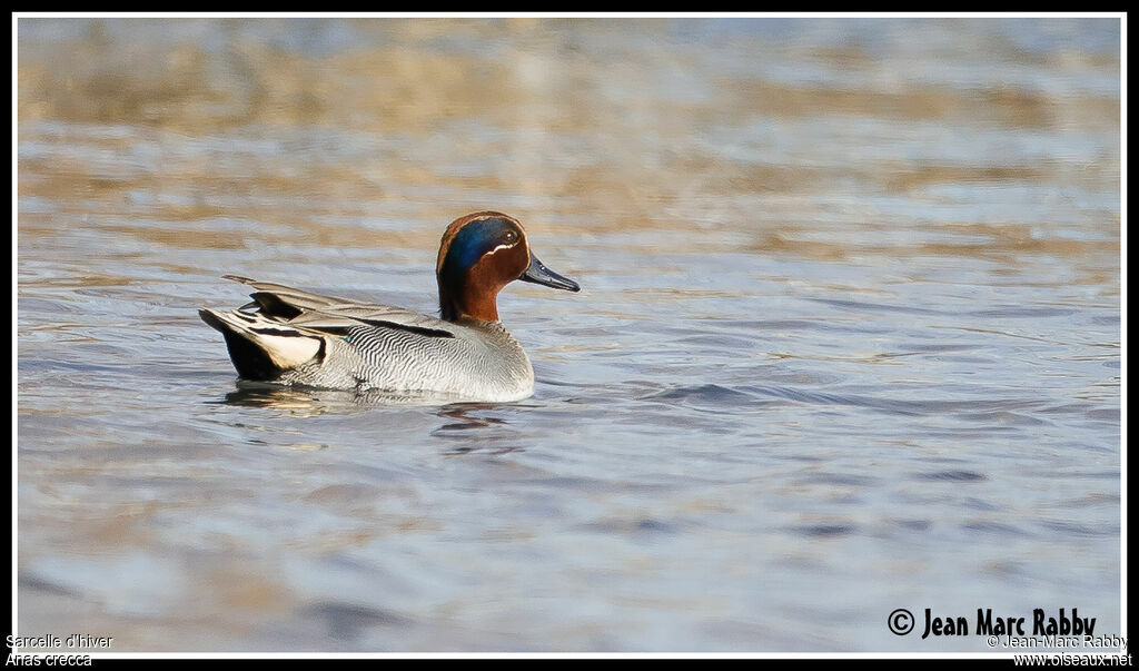 Sarcelle d'hiver mâle, identification