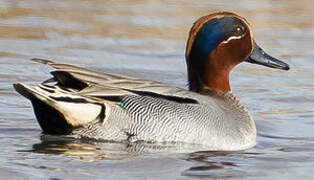 Eurasian Teal