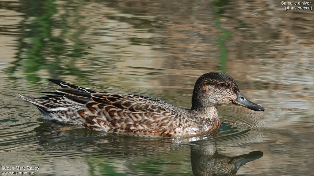 Eurasian Teal