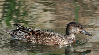 Eurasian Teal