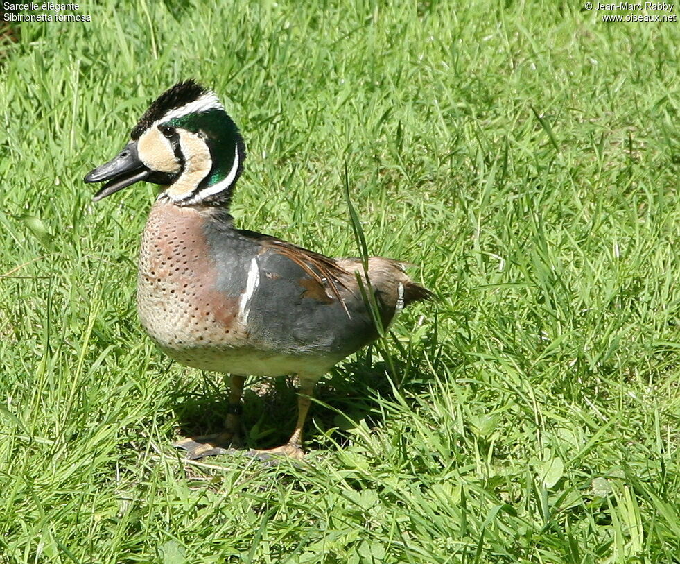 Baikal Teal male