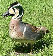 Baikal Teal