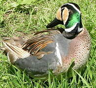 Baikal Teal