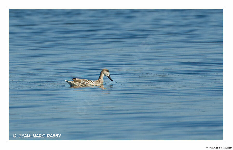 Sarcelle marbrée mâle adulte, identification